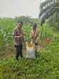 Polsek Minas Pantau Pertumbuhan Jagung Usia 60 Hari, Petani Minas Barat Terima Bantuan Pupuk