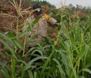 Wujud Dukungan Ketahanan Pangan Nasional, Bhabinkamtibmas Kampung Mandiangin Cek Perkembangan Jagung Pipil Usia 75 Hari