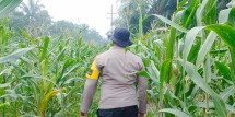 Usia 90 Hari, Tanaman Jagung Pipil Milik Warga Minas Timur Tumbuh dengan Baik