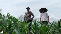 Kapolsek Minas Cek Perkembangan Jagung Program Ketahanan Pangan, Tanaman Usia 36 Hari Sudah Dipupuk Urea