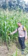 Polsek Minas Cek Perkembangan Jagung Program Ketahanan Pangan di Minas Timur, Tanaman Tumbuh Subur di Usia 64 Hari