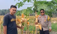 Polsek Minas Pantau Perkembangan Jagung Pipil Usia 106 Hari, Petani Bersiap Panen