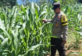 Polisi Cek Perkembangan Jagung Program Ketahanan Pangan di Minas Jaya, Usia Tanaman 47 Hari