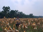 Jagung Pipil Usia 107 Hari Siap Panen, Polsek Minas Pantau Lahan Poktan Dahlia Kuning