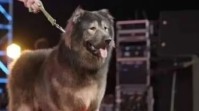 Okami Jadi Anjing Termahal di Dunia, Laku Terjual Rp95 Miliar