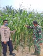 Polsek Minas Tinjau Perkembangan Jagung Poktan Dahlia Kuning, Tongkol Mulai Membesar Meski Cuaca Ekstrem