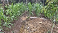 Polsek Minas Pantau Tanaman Jagung di Agro Wisata Telago, Usia 38 Hari Tumbuh Subur