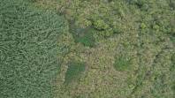 Ladang Ganja di Taman Nasional Bromo Tengger Semeru, Adakah Ancaman Invasif?