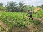 Bhabinkamtibmas Minas Barat Pantau Pertumbuhan Jagung Pipil Usia 35 Hari