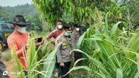 Kapolsek Minas Turun Langsung Cek Jagung Ketahanan Pangan, Usia Tanaman Capai 64 Hari