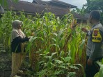 Bhabinkamtibmas Polsek Pasir Penyu Sambangi Petani Jagung, Perkuat Program Ketahanan Pangan Nasional