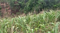 Kapolsek Minas Pastikan Program Ketahanan Pangan Nasional Berjalan, Tanaman Jagung di Minas Jaya Masuk Usia 82 Hari
