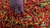 Harga Cabai Rawit Meroket jadi Rp 106 Ribu per Kilogram, Bapanas: Faktor Hujan