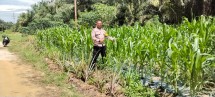 Polsek Minas Cek Perkembangan Tanaman Jagung Pipil Program Ketahanan Pangan di Minas Timur