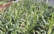 Bhabinkamtibmas Polsek Minas Cek Perkembangan Jagung Program Ketahanan Pangan Nasional, Tanaman Berusia 46 Hari