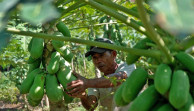 Menilik Kandungan Gizi Daging, Biji, dan Daun Pepaya