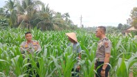 Dukung Ketahanan Pangan, Kapolsek Minas Cek Langsung Perkembangan Kebun Jagung Pipil di Minas Barat
