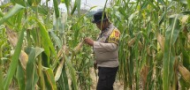 Bhabinkamtibmas Polsek Minas Cek Jagung Usia 87 Hari, Persiapan Pra Panen Mulai Dilakukan