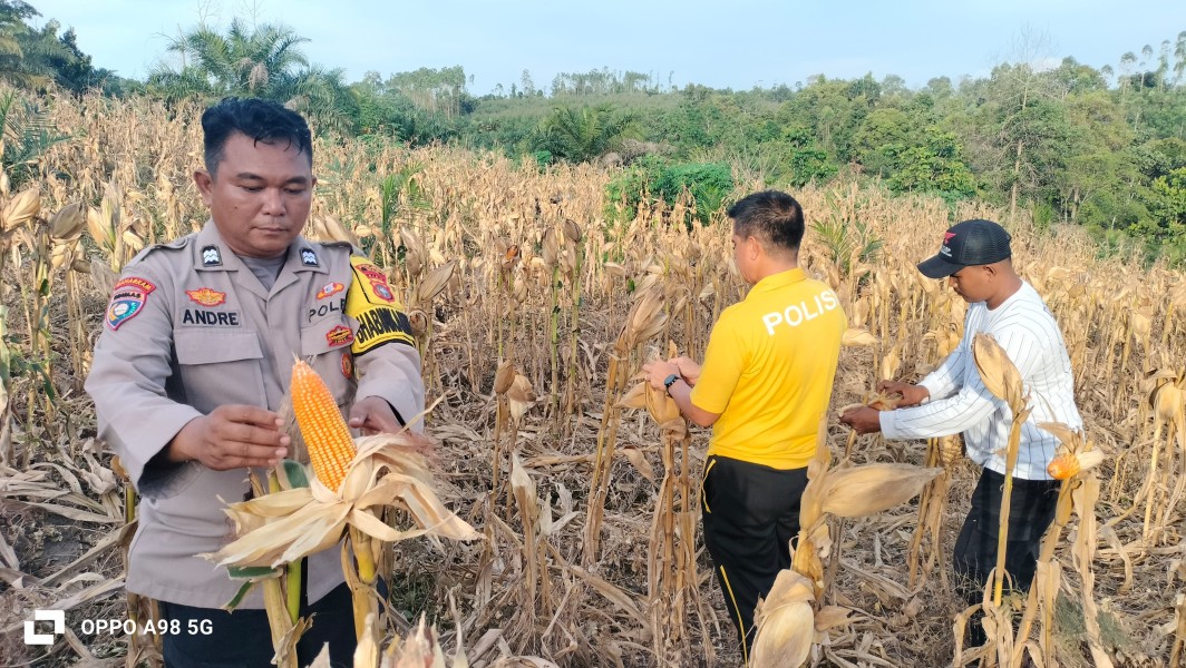 Dukung Ketahanan Pangan, Kapolsek Minas Monitoring Jagung Pipil Kelompok Tani Dahlia Putih, Siap Panen Awal Juni