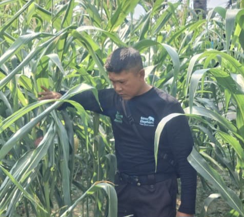 Sudah Dipupuk dan Disemprot Insektisida, Polsek Minas Pantau Jagung Ketahanan Pangan Nasional di Minas Jaya