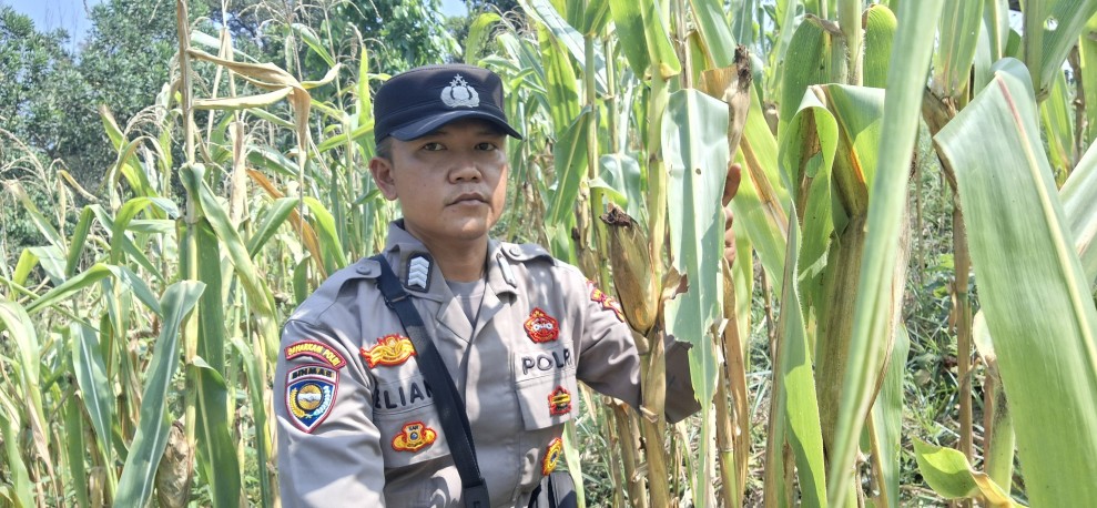 Bhabinkamtibmas Minas Jaya Cek Jagung Usia 88 Hari, Fokus Pemupukan dan Pengendalian Hama