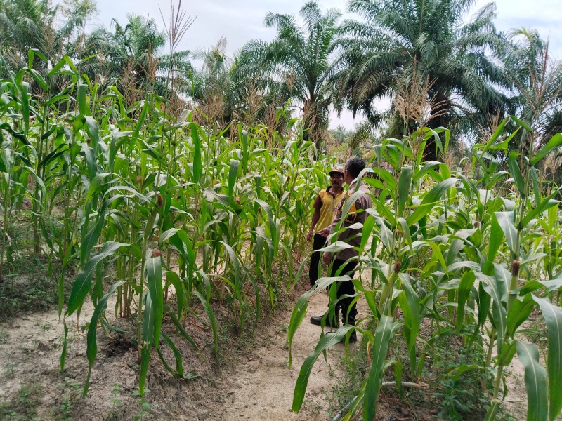 Kapolsek Pasir Penyu Sebut Pemanfaatan Lahan Produktif Jadi Kunci Ketahanan Pangan Masyarakat