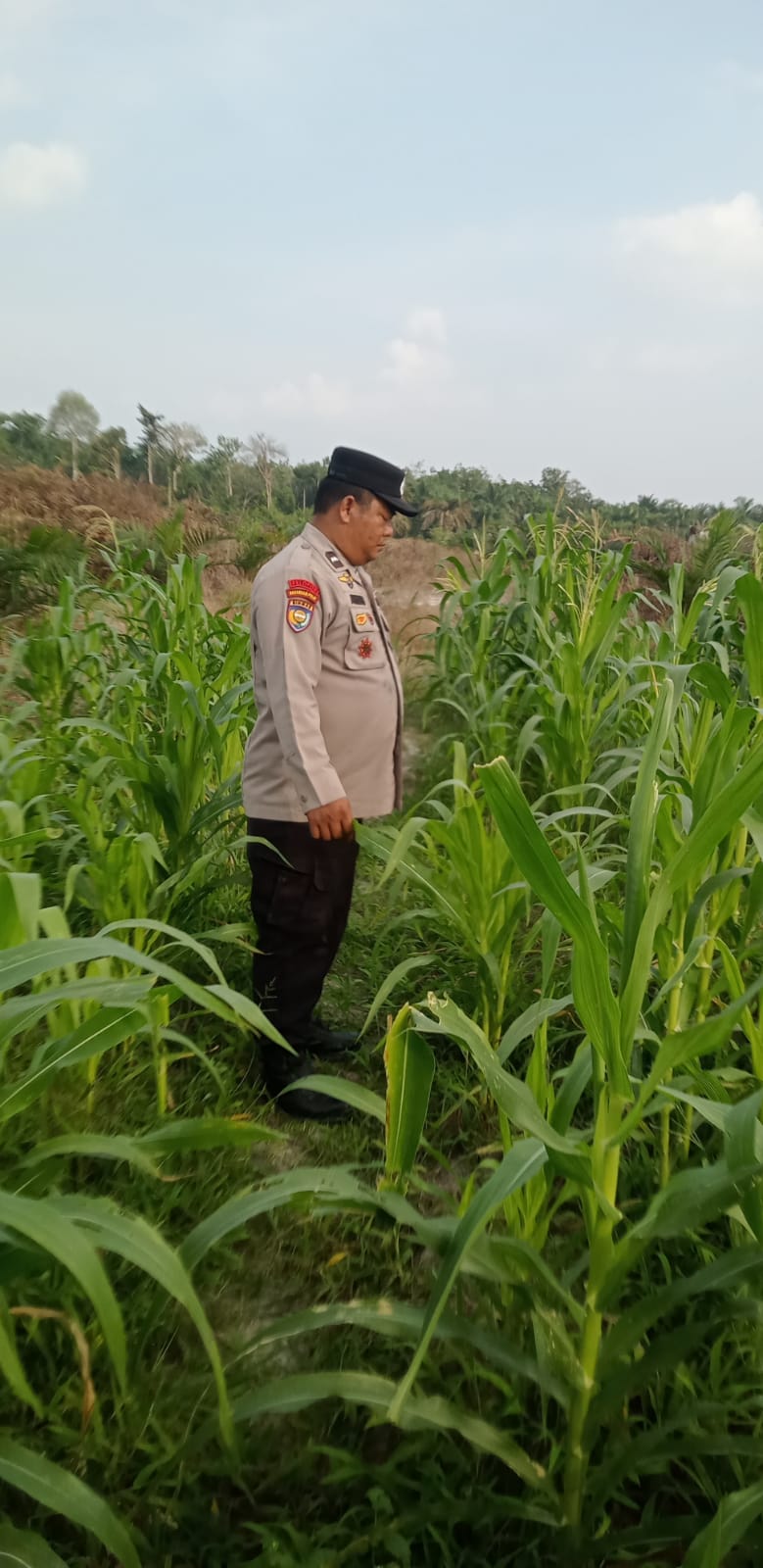 Usia 74 Hari, Jagung Pipil di Mandiangin Tumbuh Hingga 125 Cm, Terkendala Hama Monyet