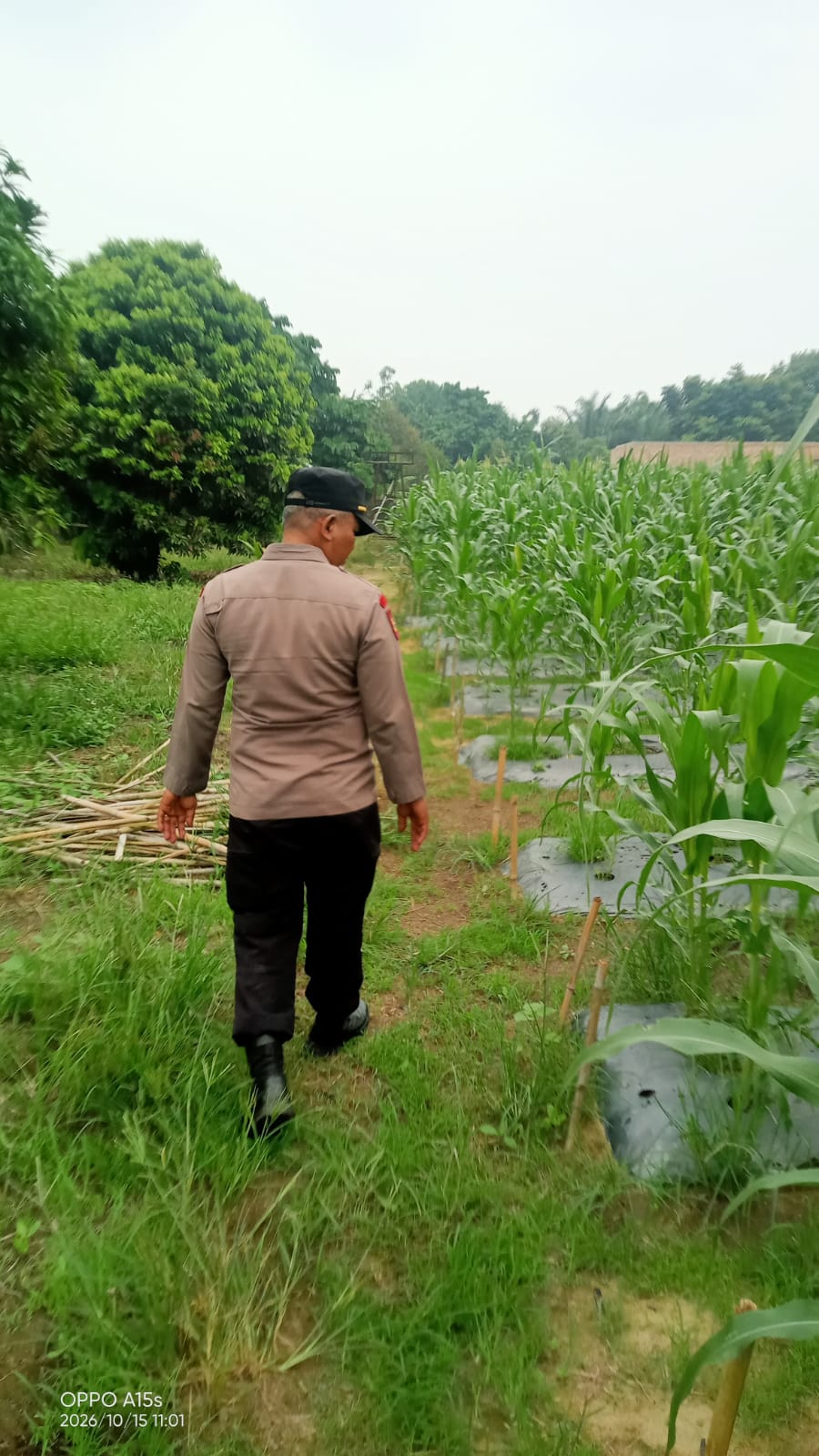 Dukung Ketahanan Pangan, Polsek Minas Pantau Pertumbuhan Jagung Pipil Usia 60 Hari