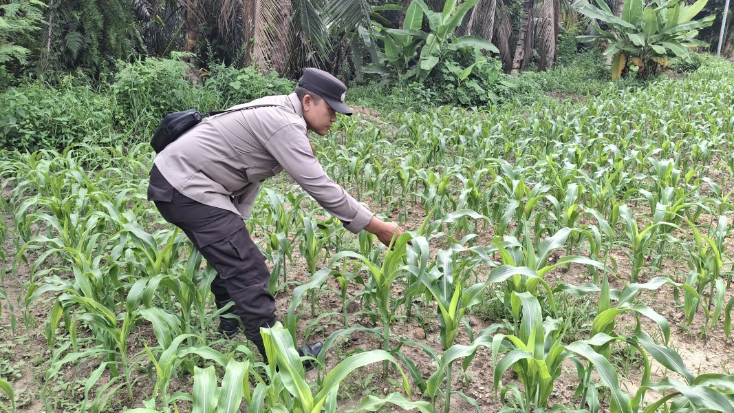 Polsek Minas Cek Perkembangan Jagung Pipil Program Ketahanan Pangan di Minas, Sejumlah Tanaman Dilakukan Penanaman Ulang