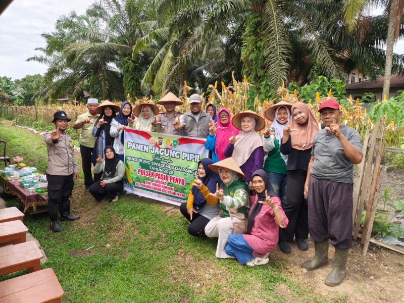 Panen Raya Jagung di Tanjung Gading, Wujud Nyata Dukungan Ketahanan Pangan di Kecamatan Pasir Penyu
