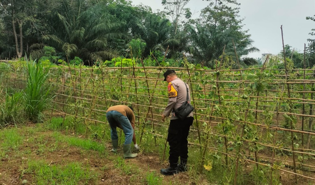 Bhabinkamtibmas Polsek Pasir Penyu Ajak Warga Kembangkan Budidaya Pare, Lahan Pekarangan Jadi Penopang Ketahanan Pangan