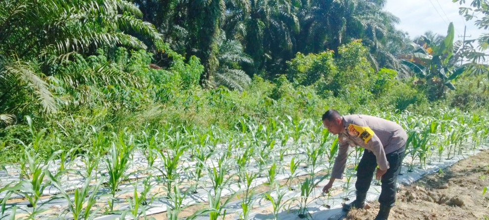 Usia 23 Hari, Jagung Pipil di Minas Timur Tumbuh Optimal, Polsek Minas Intensif Kawal Program Ketahanan Pangan