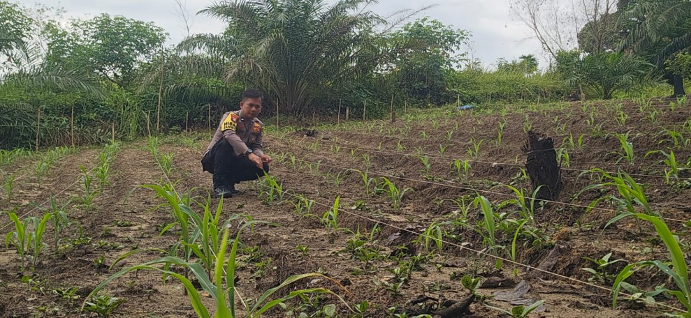 Bhabinkamtibmas Polsek Minas Pastikan Pertumbuhan Jagung Pipil di Minas Barat Berjalan Optimal