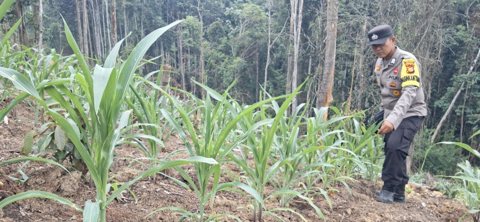 Bhabinkamtibmas Minas Jaya Cek Jagung Pipil Usia 23 Hari di Area Agro Wisata Telago