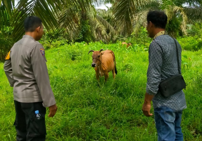 Polsek Pasir Penyu Dorong Ketahanan Pangan, Bhabinkamtibmas Sambangi Peternak Sapi di Sungai Lala