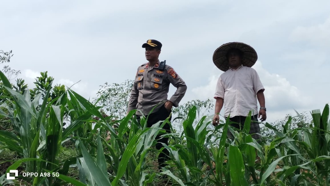 Kapolsek Minas Cek Perkembangan Jagung Program Ketahanan Pangan, Tanaman Usia 36 Hari Sudah Dipupuk Urea