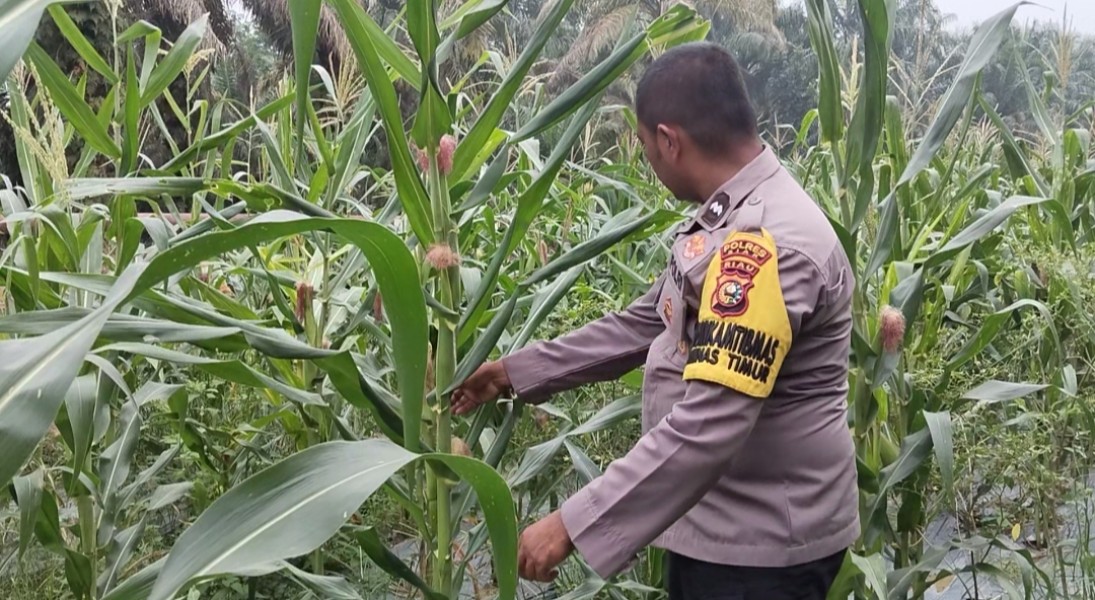 Jagung Pipil Usia 75 Hari di Minas Timur Tumbuh Baik, Bhabinkamtibmas Dorong Perawatan Berkelanjutan