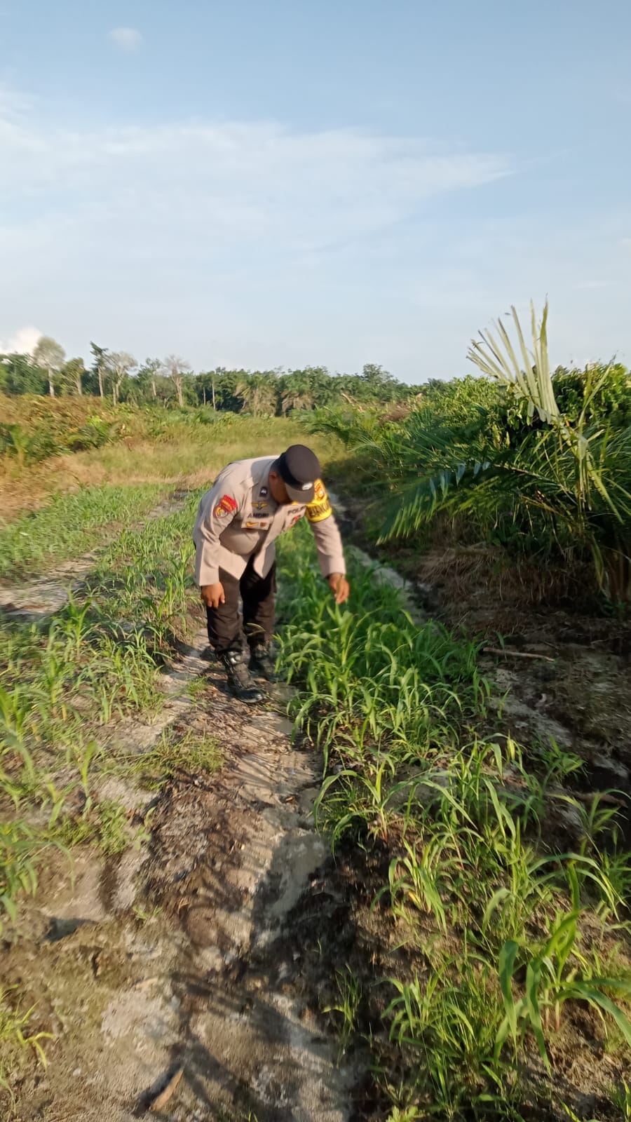 Bhabinkamtibmas Polsek Minas Cek Perkembangan Jagung Pipil Program Ketahanan Pangan di Kampung Mandiangin