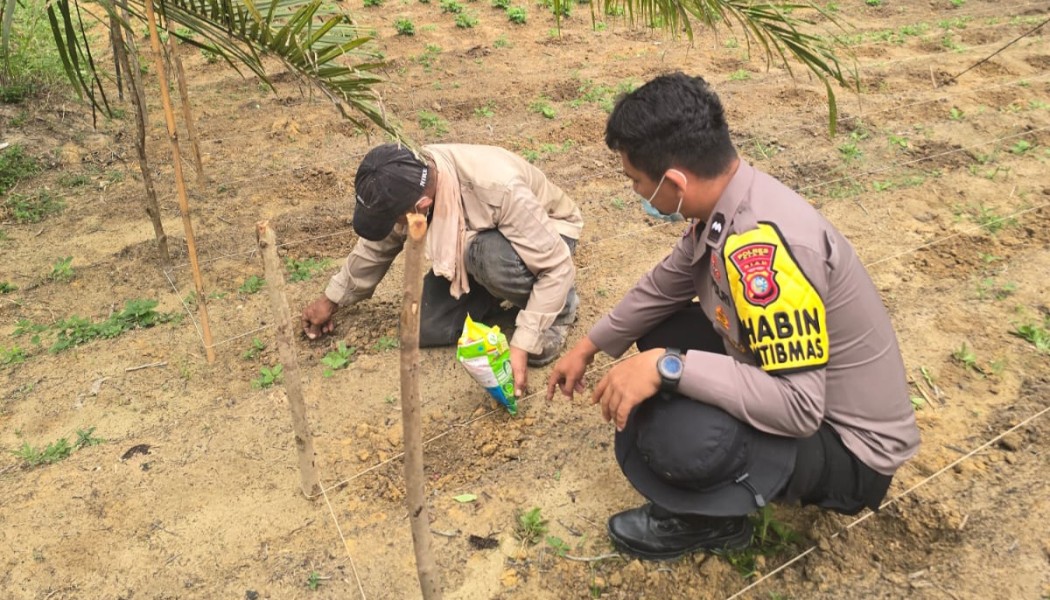 Bhabinkamtibmas Minas Barat Pantau Pertumbuhan Jagung Pipil di Lahan Setengah Hektare