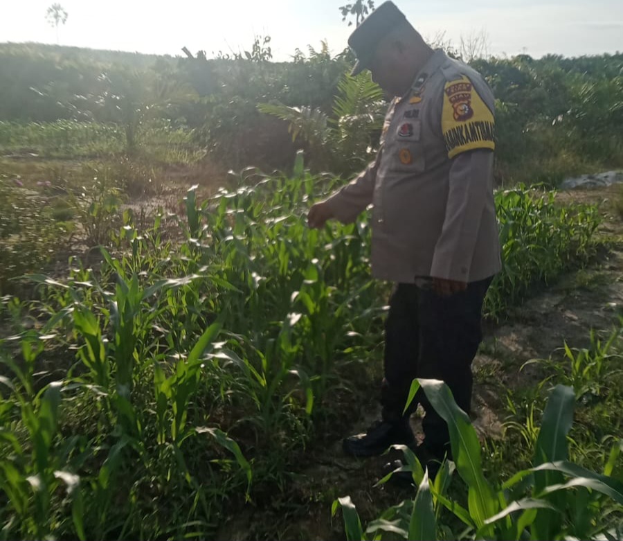 Polsek Minas Cek Perkembangan Jagung Program Ketahanan Pangan, Kapolsek Kompol Syahrizal: Wujud Dukungan terhadap Swasembada Pangan