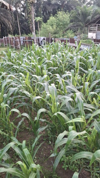 Polsek Minas Pantau Perkembangan Jagung Program Ketahanan Pangan, Tanaman Berusia 42 Hari Tumbuh Optimal