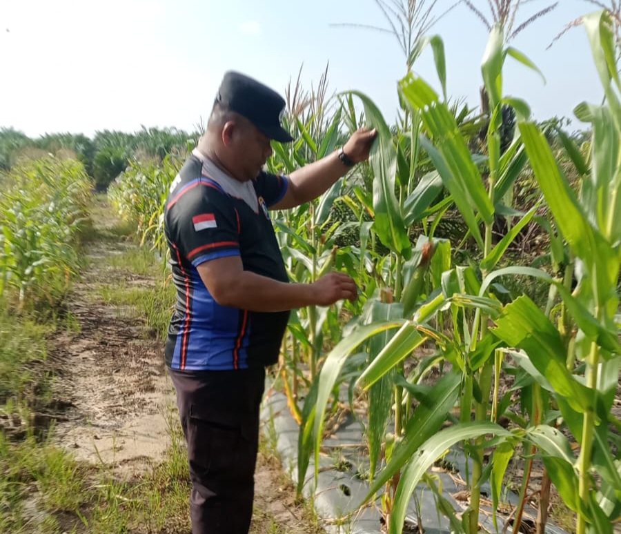 Jagung Pipil Program Ketahanan Pangan Nasional Usia 65 Hari di Lahan Warga Mandiangin Tumbuh Dengan Baik