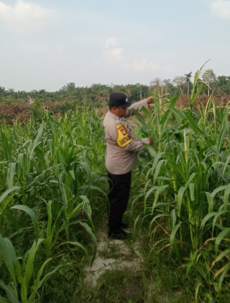 Usia 78 Hari, Jagung Pipil di Mandiangin Capai Tinggi 135 Cm, Terkendala Hama Monyet