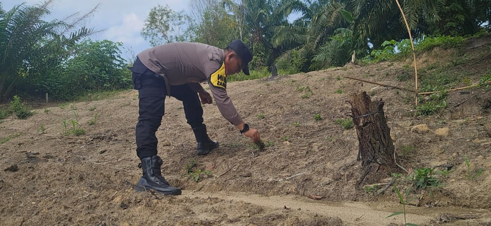 Polsek Minas Dampingi Persiapan Lahan Jagung Kuartal II, Kelompok Tani Minas Barat Bersihkan Lahan 0,5 Hektare