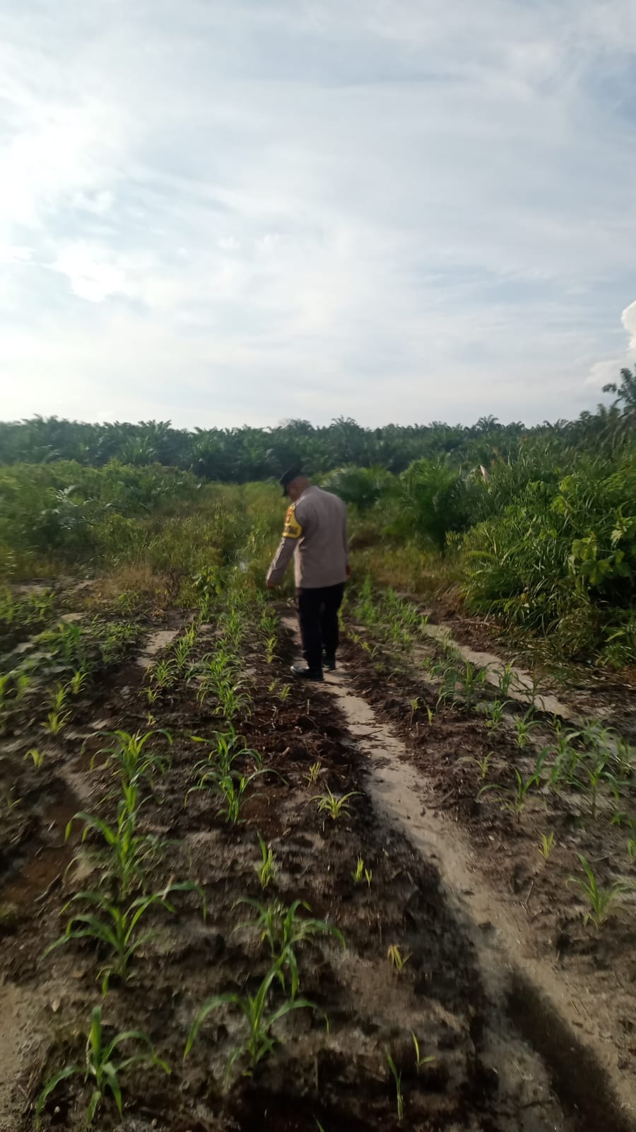 Jagung Pipil Tumbuh Subur di Minas, Polisi Kawal Ketahanan Pangan Hingga ke Lahan Petani