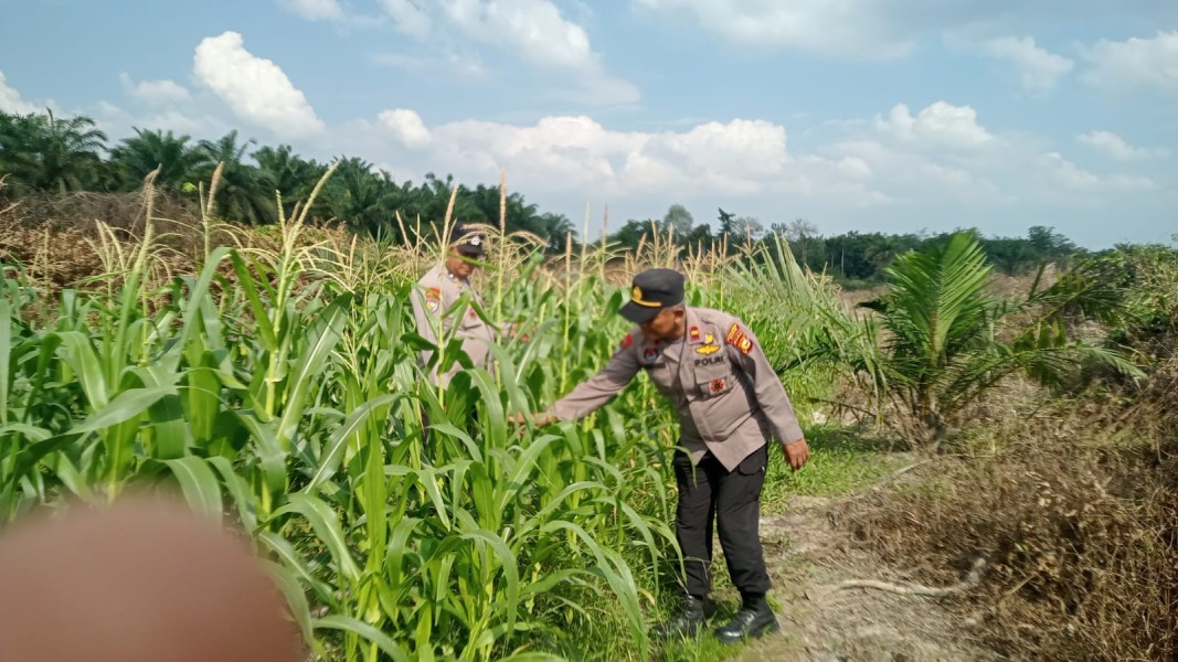 Kapolsek Minas Kompol Syahrizal Pastikan Tanaman Jagung Pipil Usia 80 Hari Terus Dipantau demi Sukseskan Ketahanan Pangan
