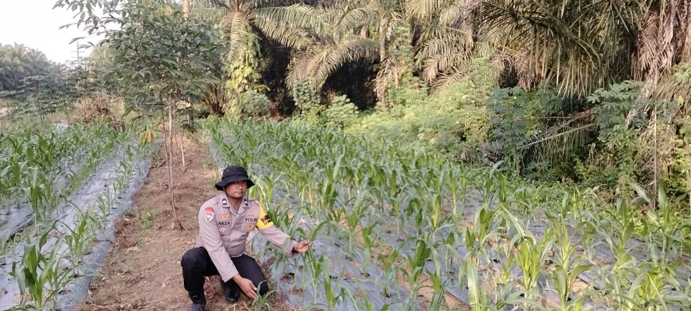 Polsek Minas Pantau Perkembangan Jagung Program Ketahanan Pangan, Tanaman Tumbuh Subur di Usia 24 Hari