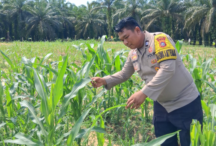 Polsek Minas Pantau Perkembangan Jagung Program Ketahanan Pangan, Tanaman Mulai Terserang Ulat Daun