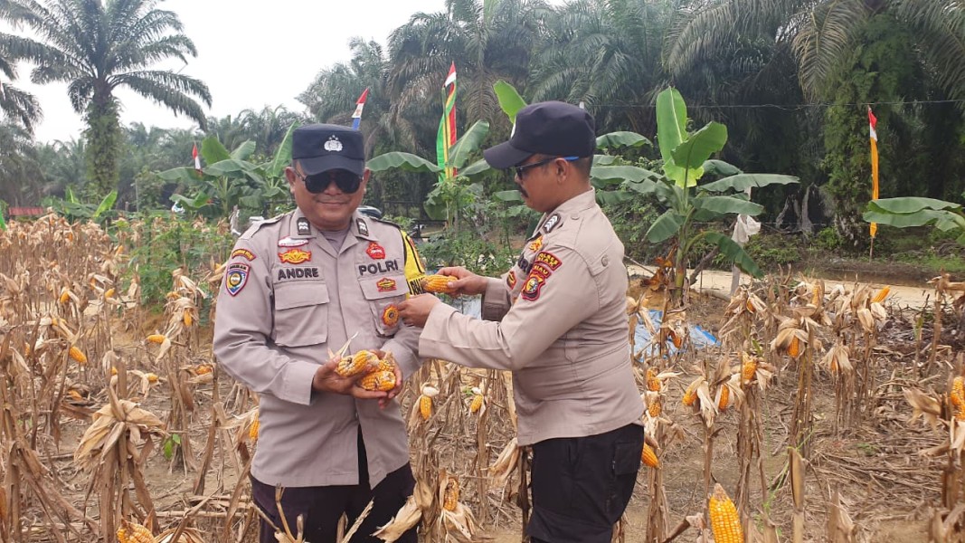 Polsek Minas Panen Jagung Pipil di Lahan 1,5 Hektare, Estimasi Hasil Capai 4 Ton