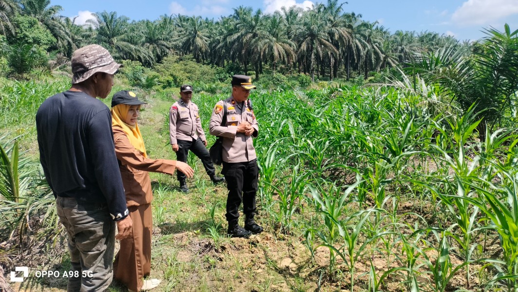 Sinergi Polisi dan Petani, Kapolsek Minas Pantau Lahan Jagung di Kampung Minas Timur